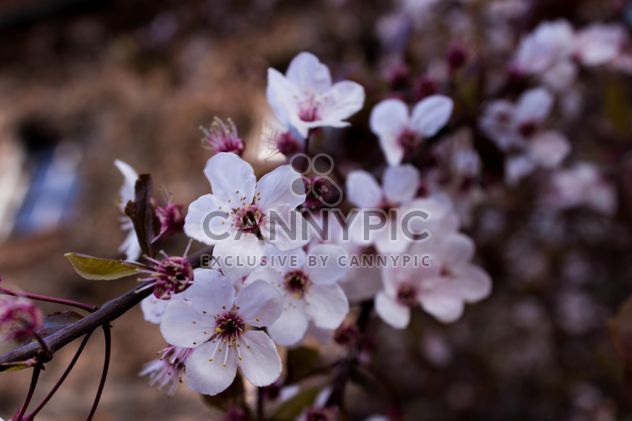 Cherry tree blossom - image #184467 gratis