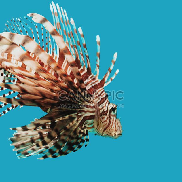 Striped fish in aquarium - Free image #184567