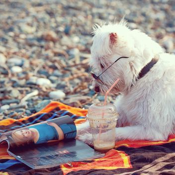 bearded white dog on the beach reading news - image #186037 gratis
