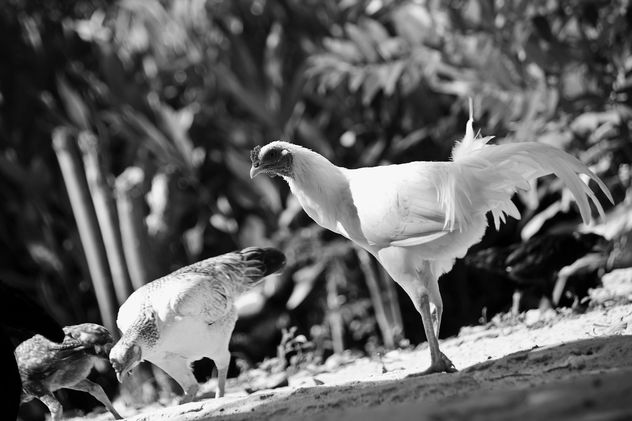 Chickens in yard, black and white - Free image #186117