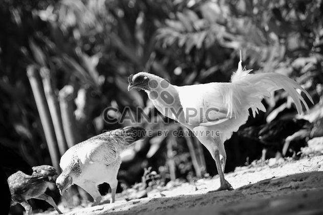 Chickens in yard, black and white - бесплатный image #186117