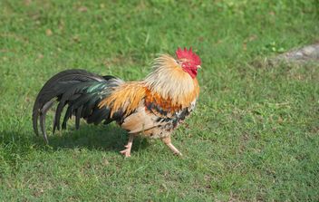 Rooster on grass - image #186537 gratis