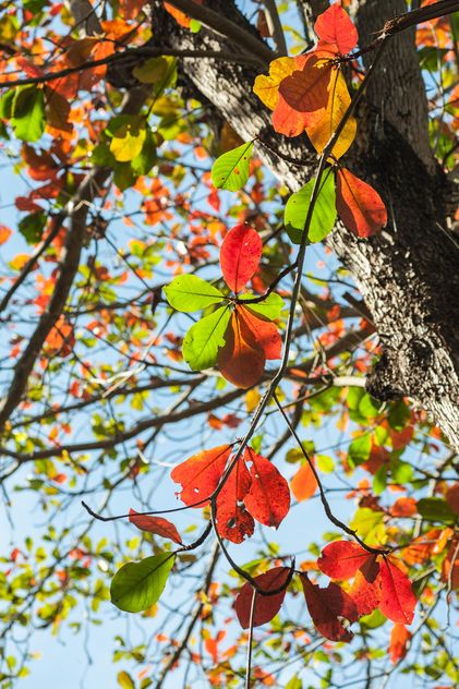Colorful leaves on tree branch - Free image #186547