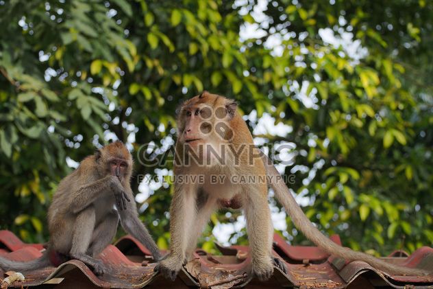 Couple of monkeys - image #186557 gratis