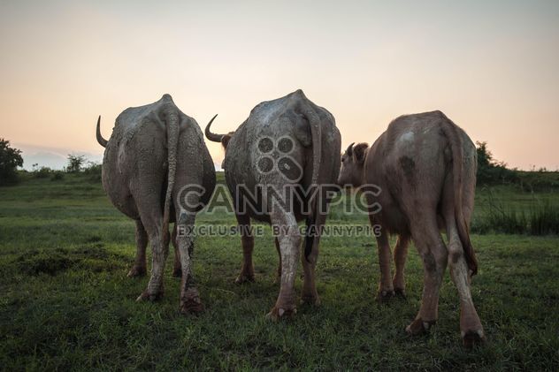 Three white buffaloes - image #186577 gratis