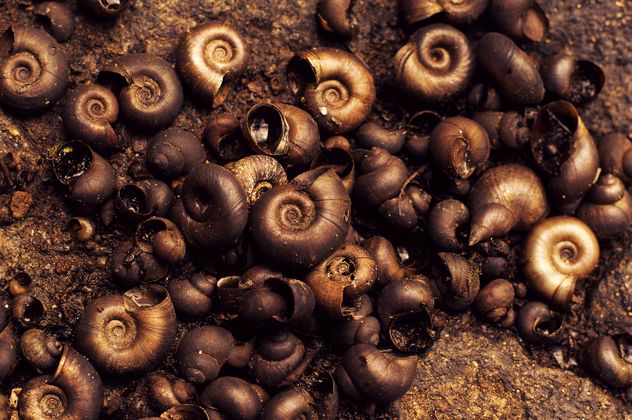 Background of brown shells - image #186657 gratis
