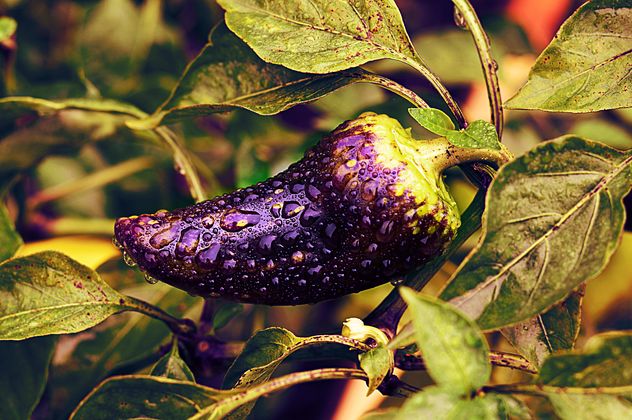 Growing eggplant in water drops - Free image #186747