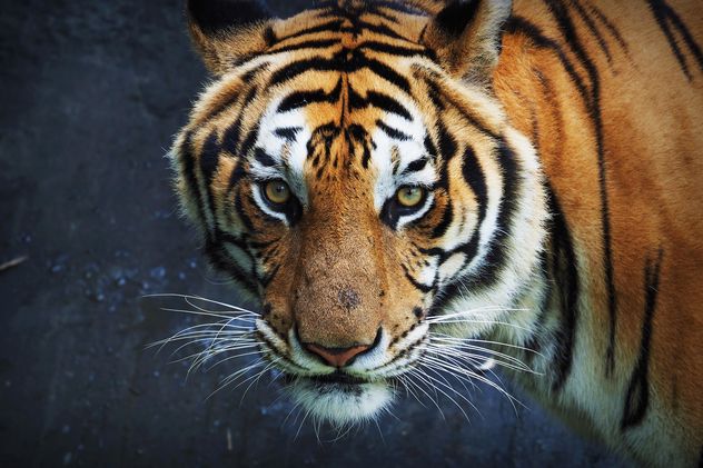 Tiger in Thailand zoo - image #186927 gratis