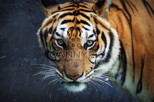 Tiger in Thailand zoo - image #186927 gratis