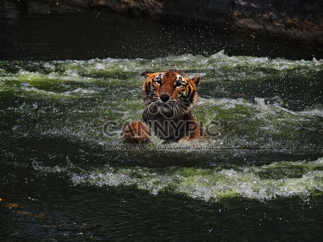 Portrait of tiger in river - image #186937 gratis