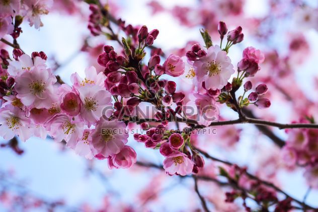 Cherry blossom in spring - image #187617 gratis