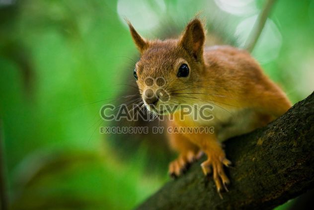 squirrel on the tree - бесплатный image #187707