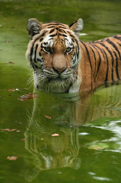 Tiger in the Zoo - image #187787 gratis