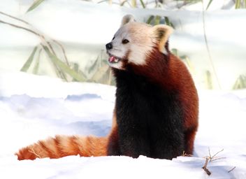 Cute Red Panda - Kostenloses image #187807
