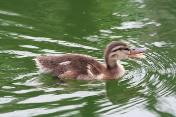 Cute Duckling in water - Free image #187887