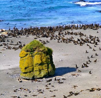 rookery of sea lions - Free image #197897