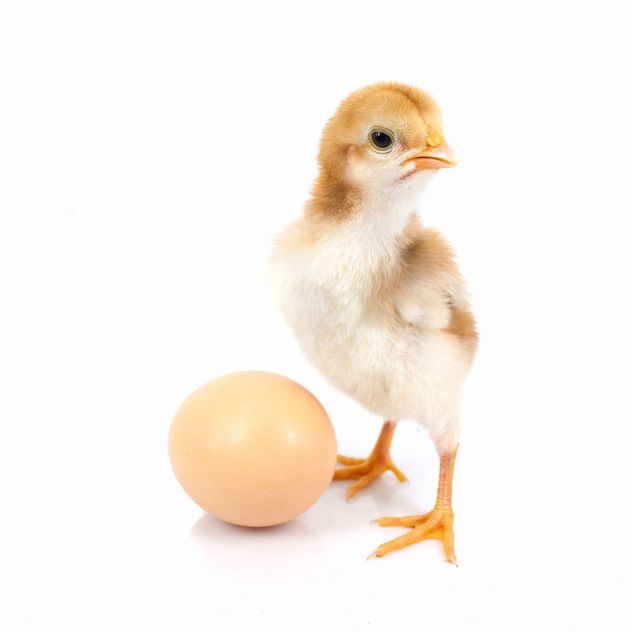 Baby Chicken - Kostenloses image #198027