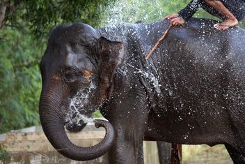 Thai elephant pours himself - image #198097 gratis