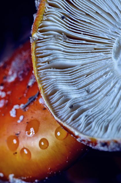 Amanita mushrooms with water drops - image #198207 gratis