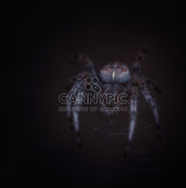 Big hairy spider - image #198217 gratis
