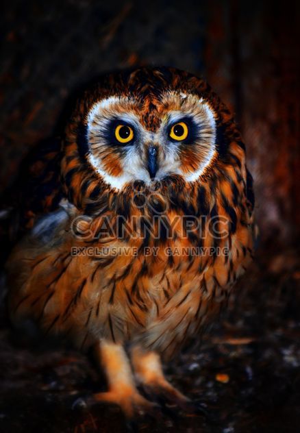 Close-up portrait of owl - Free image #198227