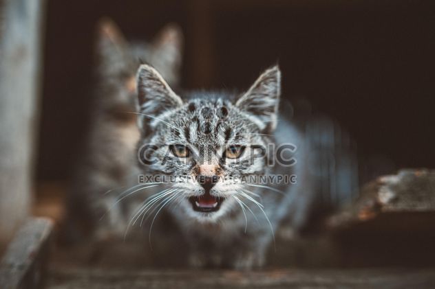 #cat #kitty #animal #animalsaddict #nature #natureaddict - image #198577 gratis