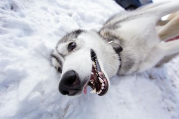 laughing dog on the snow - image #198657 gratis