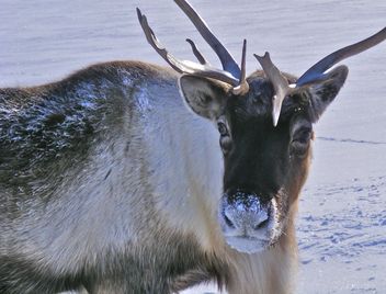 Reindeer - Kostenloses image #199007
