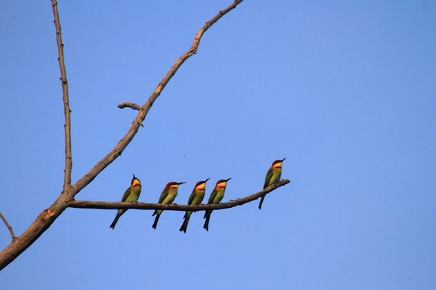 Kingfisher birds on branch - image gratuit #199027 