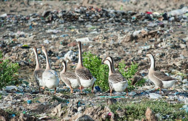 Group of geese on dump - бесплатный image #200347