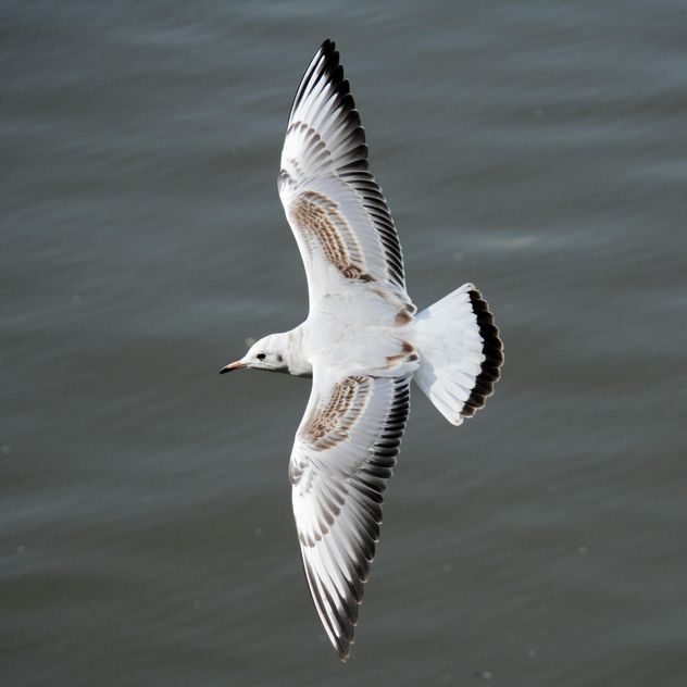 Seagull flying over sea - Free image #201427