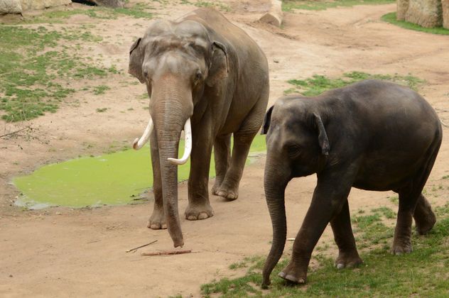 Elephant walking with its baby - Free image #201437