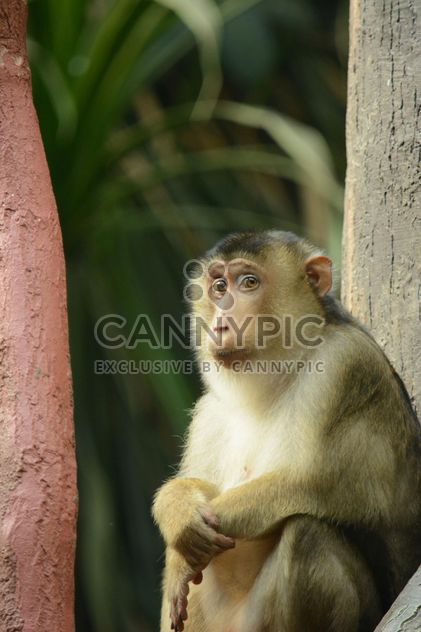 Monkey - Kostenloses image #201447