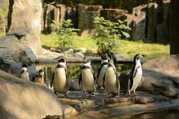 Penguins - Kostenloses image #201457