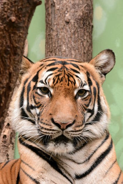 Tiger close up - Free image #201467