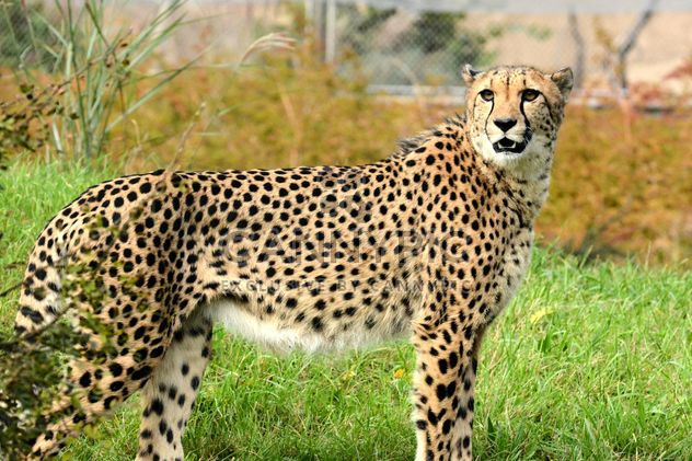 Cheetah close up - Kostenloses image #201477