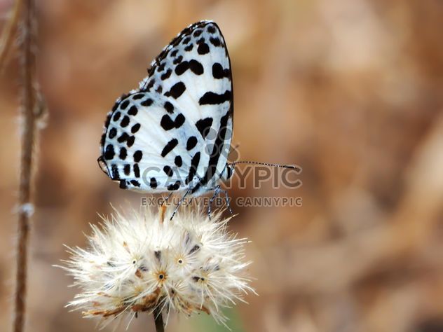 Butterfly called - Free image #201507