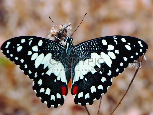 Close-up of black lime butterfly - image gratuit #201537 