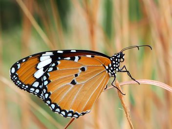 Brown butterfly - бесплатный image #201547