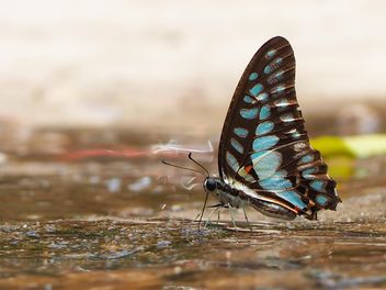 Black-blue butterfly - image gratuit #201557 