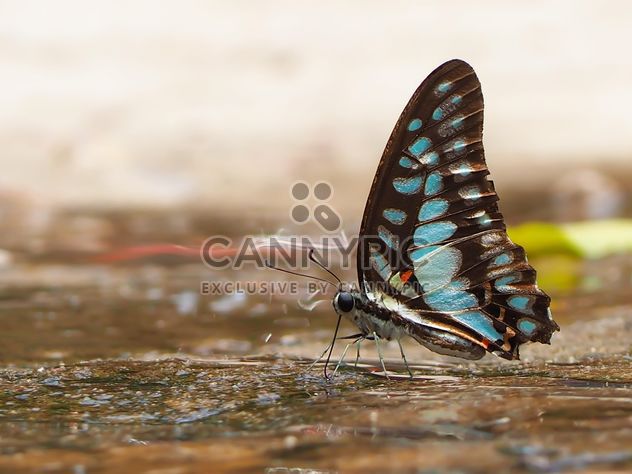 Black-blue butterfly - image #201557 gratis