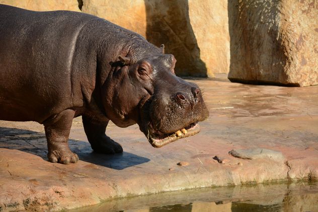 Hippo In The Zoo - Kostenloses image #201587