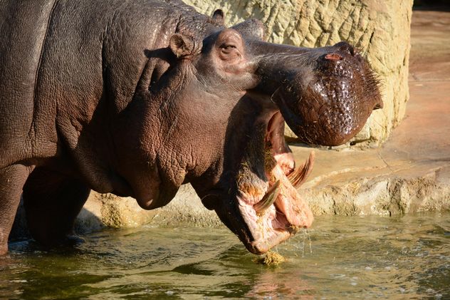 Hippo In The Zoo - image gratuit #201597 
