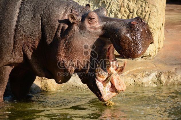 Hippo In The Zoo - image gratuit #201597 