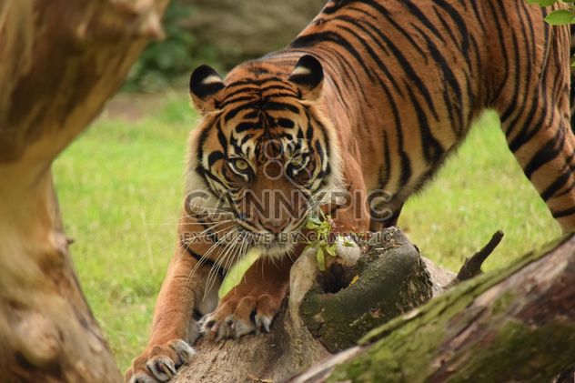 Tiger in the Zoo - Free image #201617