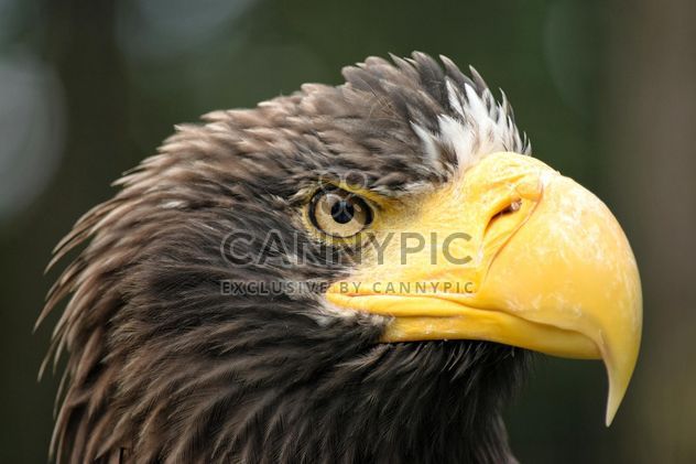 Close-Up Portrait Of Eagle - image gratuit #201647 