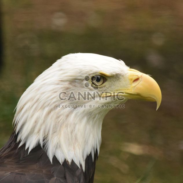 Portrait of Bald Eagle - бесплатный image #201657