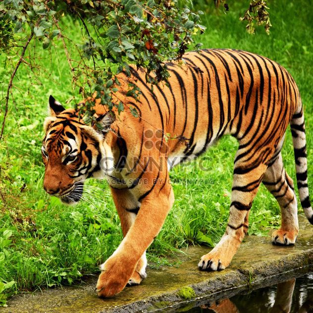 Tiger in the Zoo - image gratuit #201667 