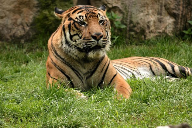 Tiger in the Zoo - Free image #201677