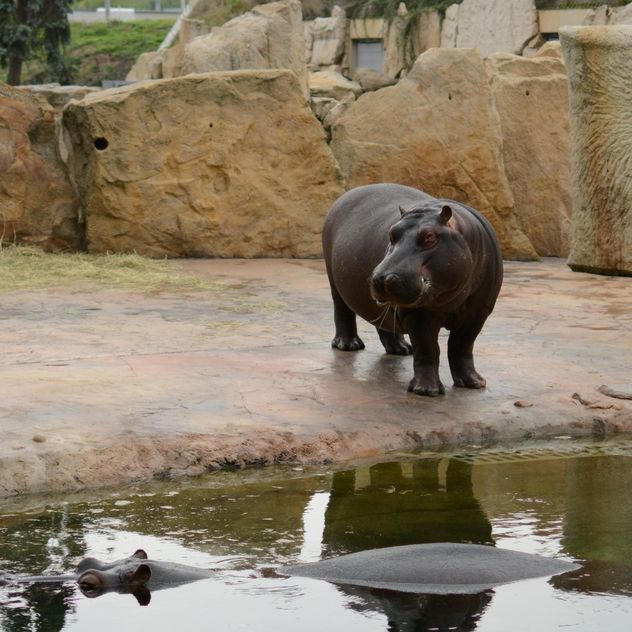 Hippo In The Zoo - image gratuit #201687 
